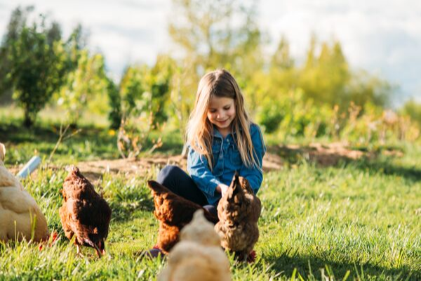 Young girl caring for chickens
