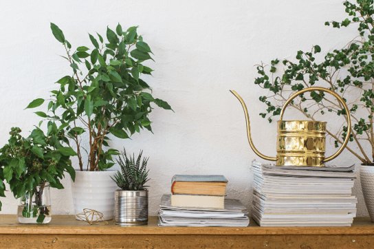 A collection of indoor plants