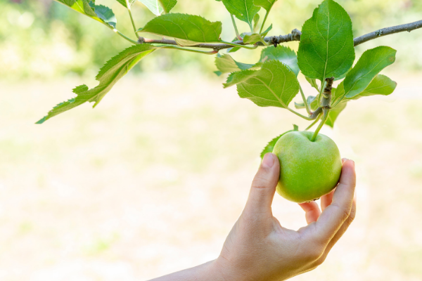 Picking an apple